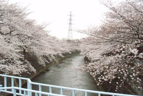 Sakura20130324-7.JPG