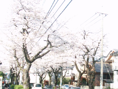 Sakura2019-01.JPG